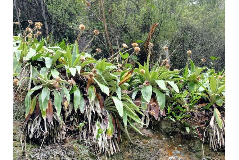 Celmisia hookeri 18632