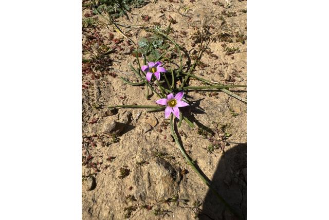 Australische romulea Australische romulea