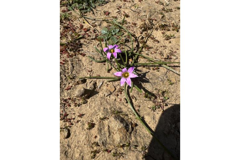Romulea rosea var australis Romulea rosea var australis -18641