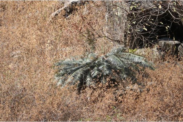 Kam cycas