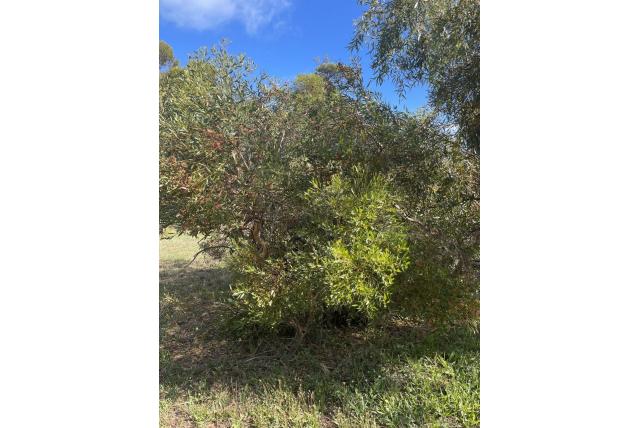 Knikkende eucalyptus Knikkende eucalyptus