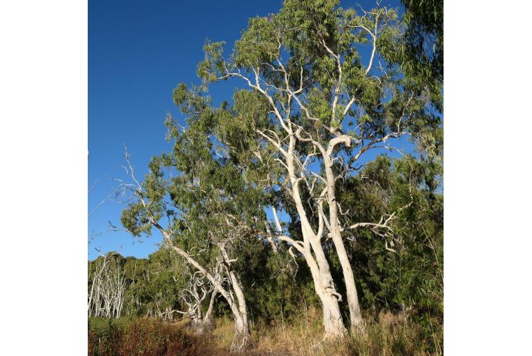 Melaleuca leucadendra -18665