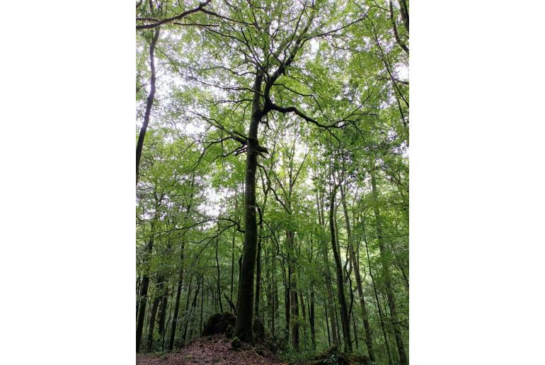 Fagus mexicana&nbsp;18667