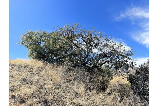 Arizona eik