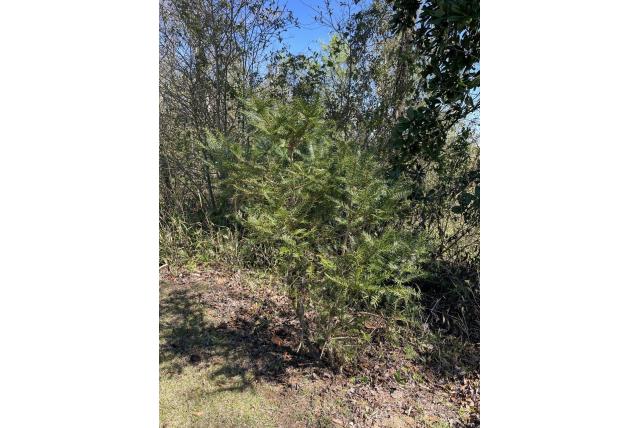 Florida torreya