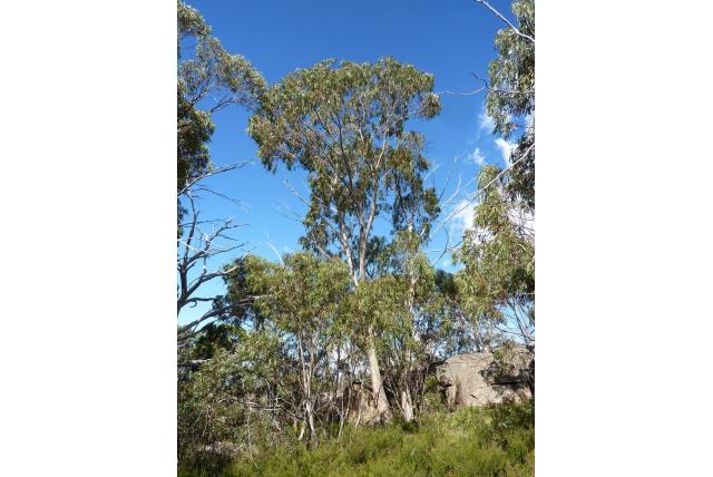 Mitchell's Eucalyptus Mitchell's Eucalyptus
