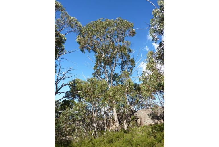 Eucalyptus mitchelliana 18685