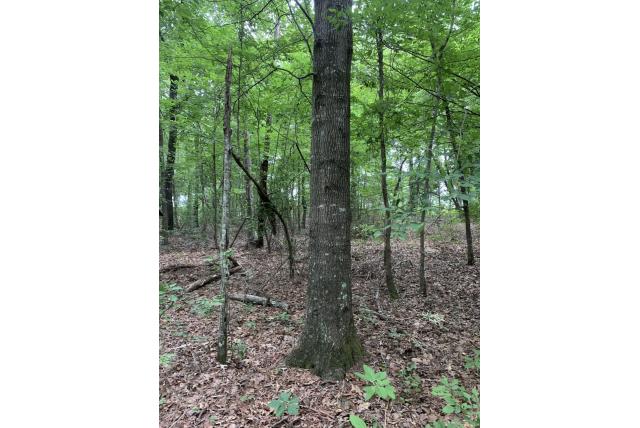 Arkansas eik