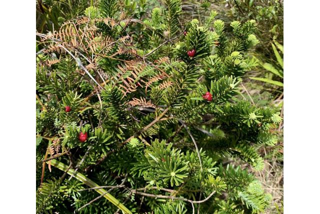 Gnidia-vormige podocarpus