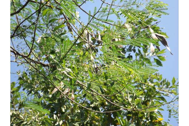 Collins Leucaena