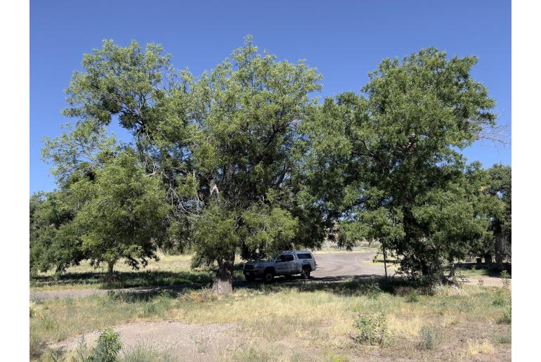Juglans microcarpa -18712
