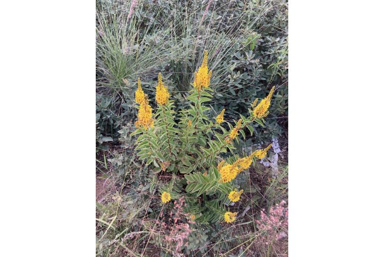 Galphimia glauca -18714