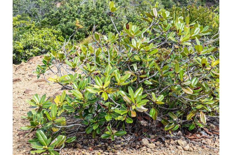 Xanthostemon multiflorus -18725