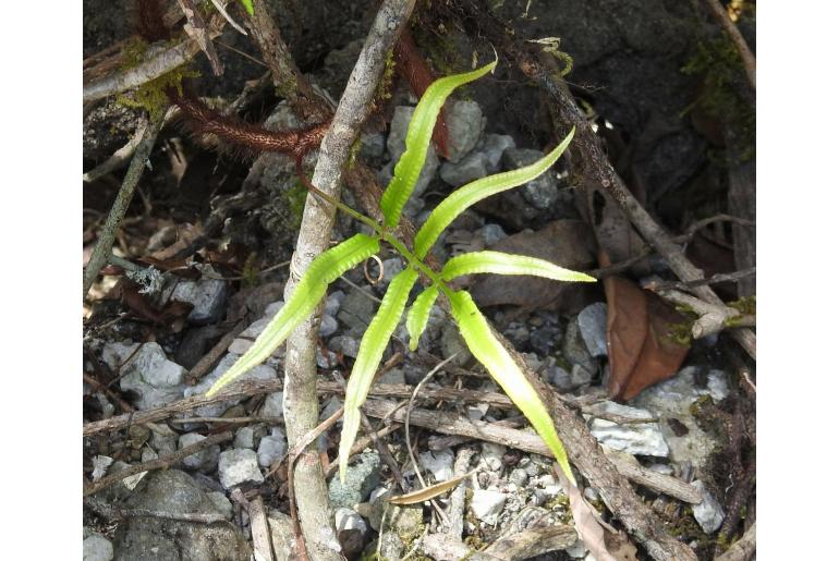 Davallia pentaphylla -18733