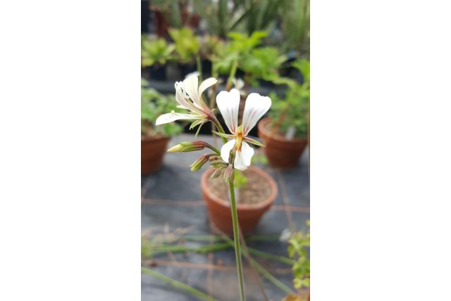 Veranderlijke geranium