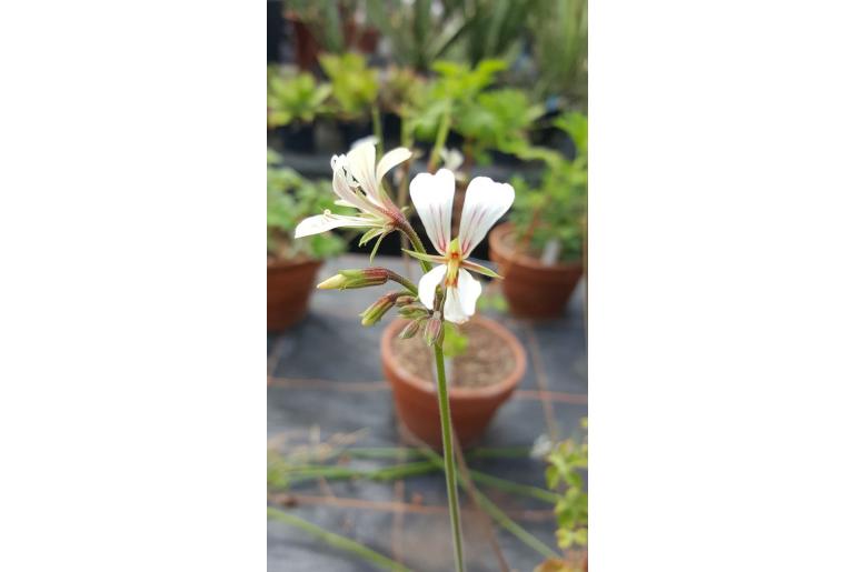 Pelargonium mutans 18739
