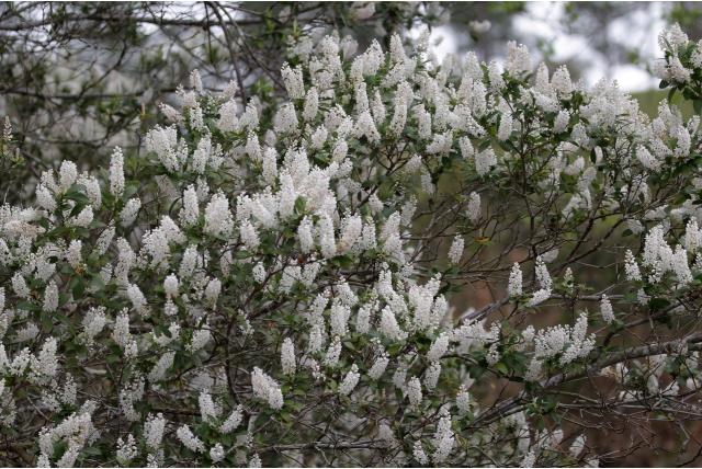 Enkelbladige cliftonia