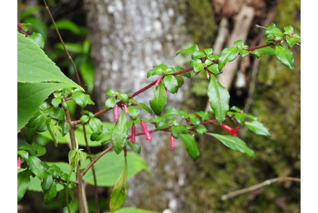 Kleinbloemige fuchsia
