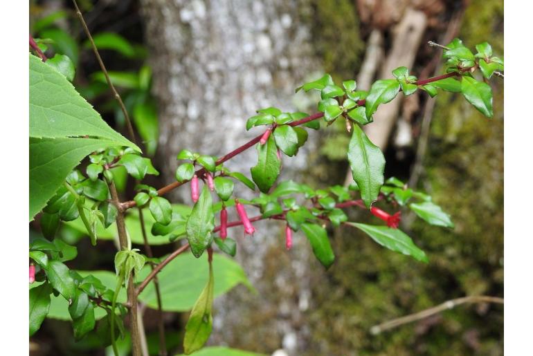 Fuchsia thymifolia ssp minimiflora -18755