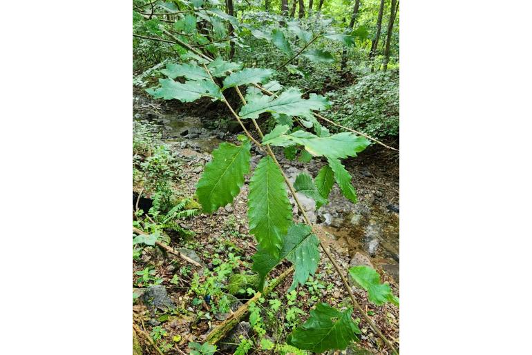 Hemiptelea davidii&nbsp;18758