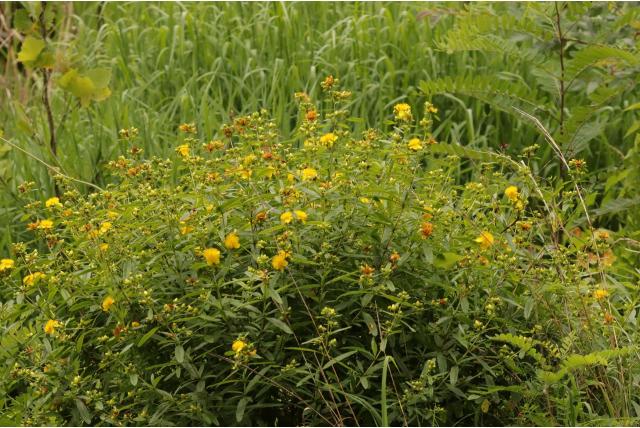 Hypericum heel vruchtbaar