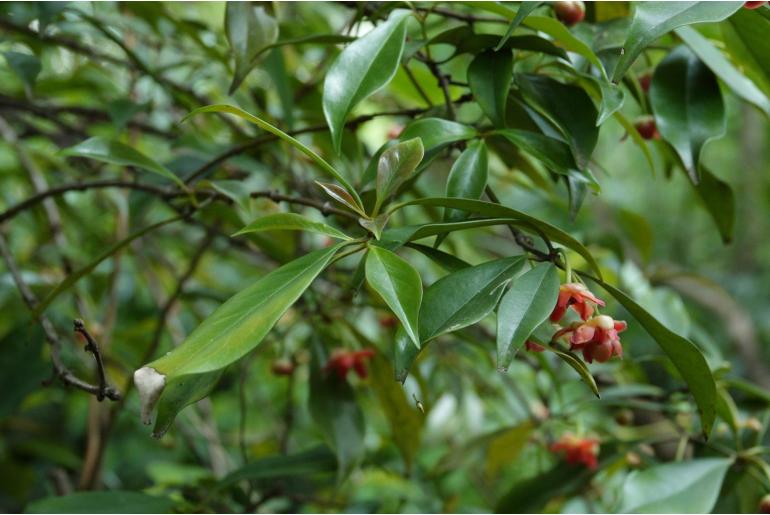 Illicium lanceolatum 18761