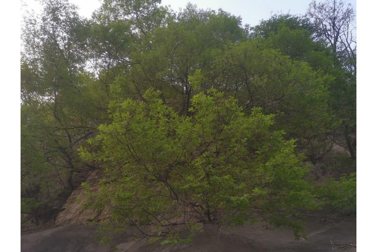 Pteroceltis tatarinowii&nbsp;18765