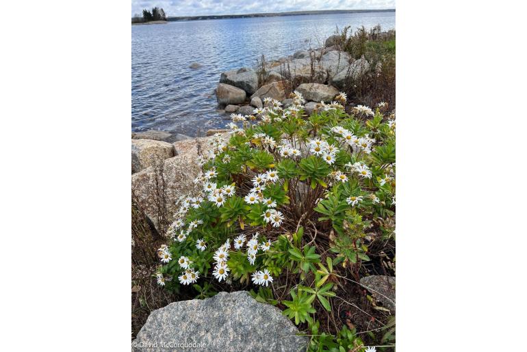 Nipponanthemum nipponicum Nipponanthemum nipponicum -18770