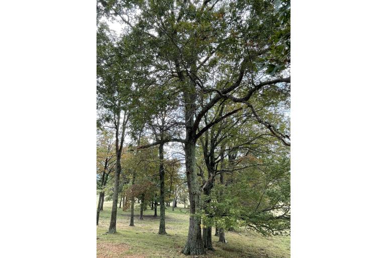 Quercus coccinea&nbsp;18776