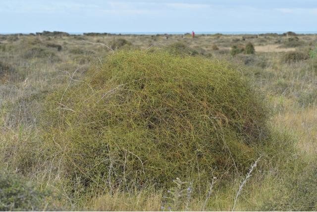 Leafless Bush Advocaat