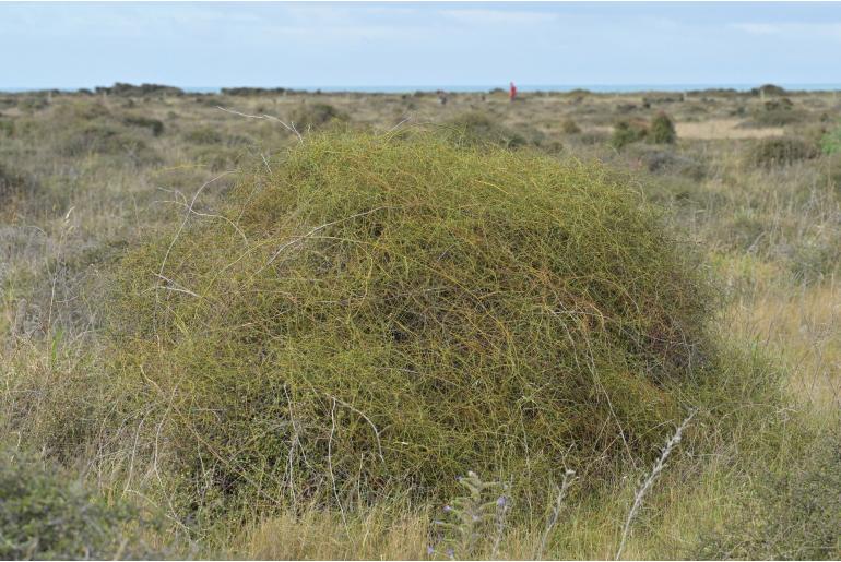 Rubus squarrosus 18785