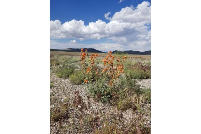 Kruisbesblad Globemallow