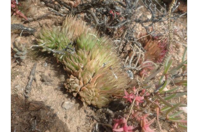 Netvormige haworthia Netvormige haworthia
