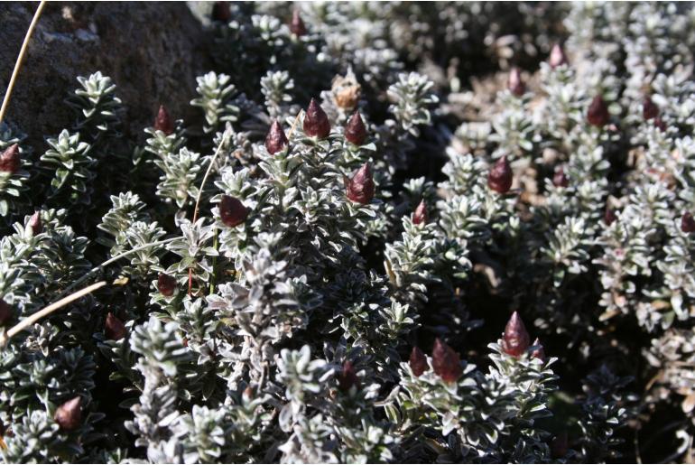 Helichrysum retortoides 18810