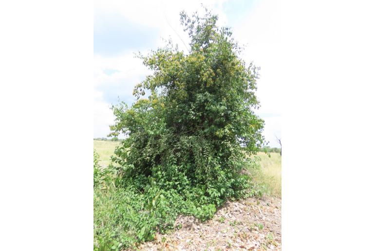 Reissantia indica 18811