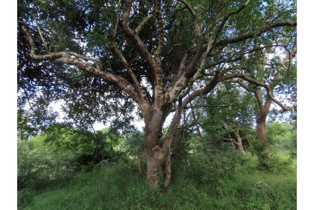 Schweinfurth's Lannea