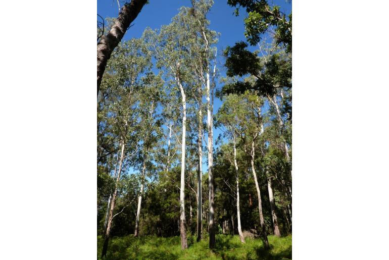 Eucalyptus dunnii 18822