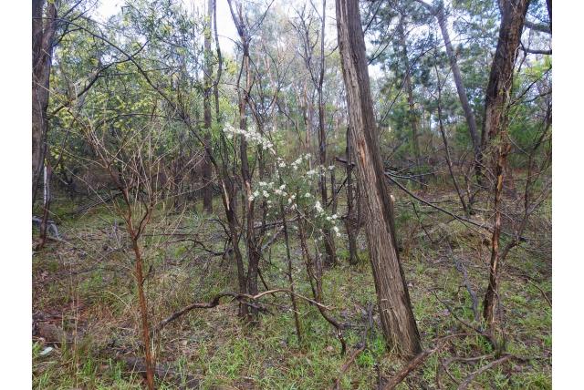 Hakea met opgeblazen vruchten Hakea met opgeblazen vruchten