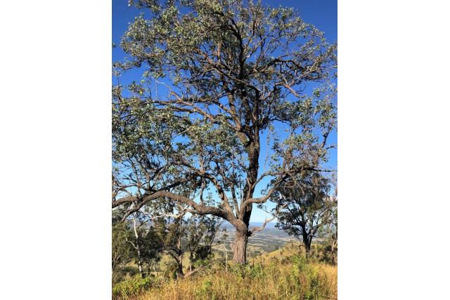Zilverbladige ijzerbast Zilverbladige ijzerbast
