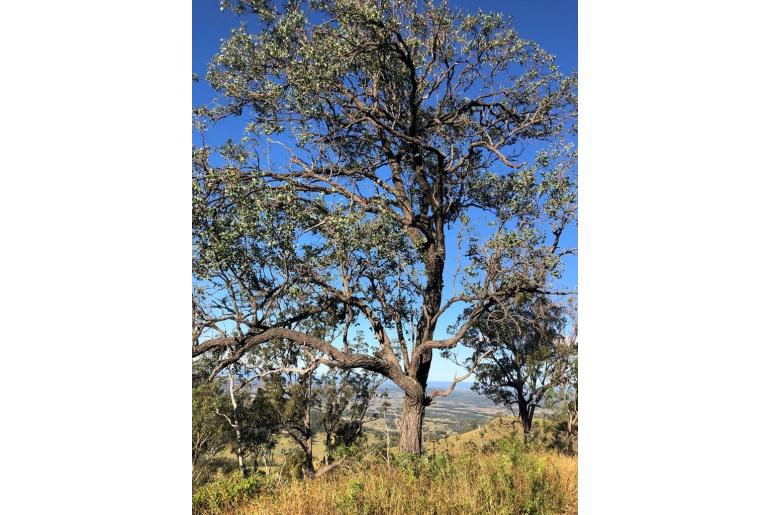Eucalyptus melanophloia 18825