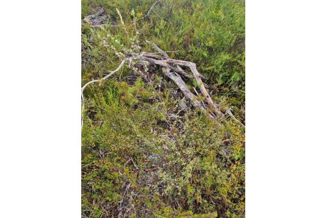 Enigszins besachtige leptospermum