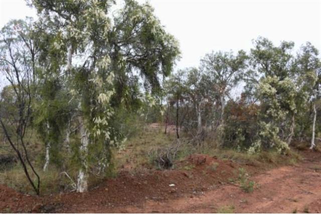 Tamarix-achtige melaleuca