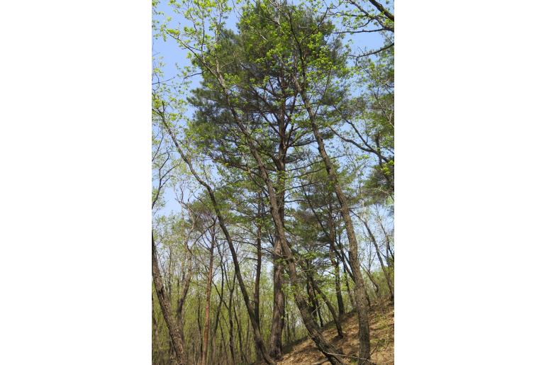 Pinus densiflora 18833