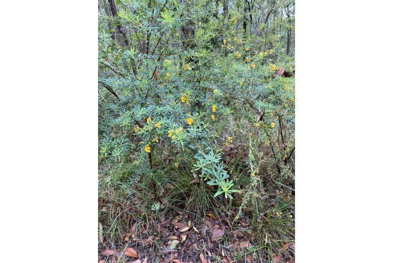 Pultenaea euchila 18834