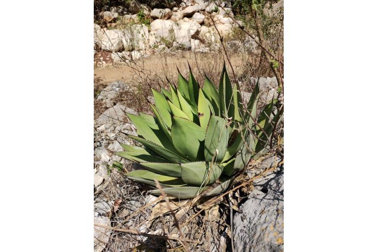 Agave mitis -18854