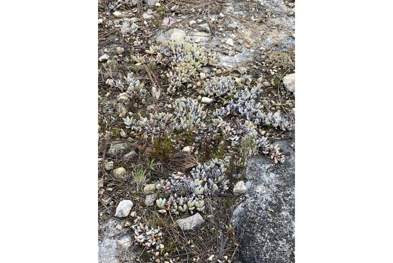 Braunsia vanrensburgii&nbsp;18856