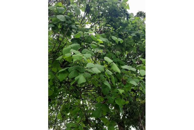 Bertero's koraalboom