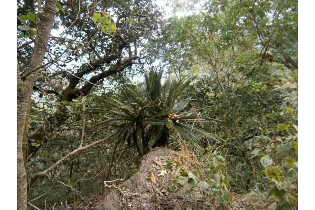 Merola's palmvaren Merola's palmvaren