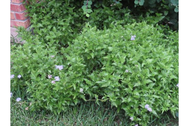 Sterk ingesneden conoclinium