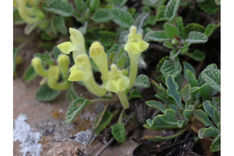 Scutellaria salviifolia&nbsp;18873